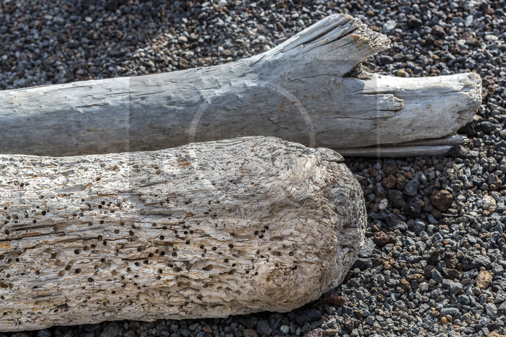 durstiger Hund und anderes Strandgut